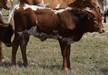 Rubies 16 Steer