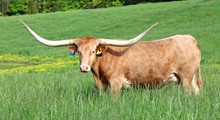 HL Casanovas Ideal Image 