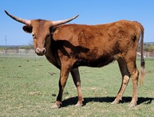 VVR LADY GUN 207