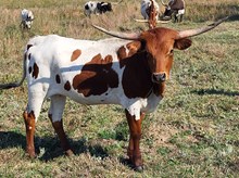 KR Sunshine's Rock Star