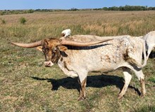 Kommitment's Tammy Faye