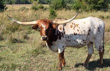 Kommitment's Frosty Rock 