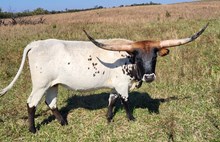 Kommitment Sunshine Rock