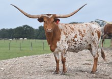 RJF RURAL ROMANCE 206