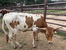 #2463 HR REBS RESERVE X  PACIFIC COWBOY 40