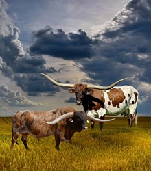 Lot 3B - TKR ROYAL TUFFETTE X CUT N DRIED EMBYO PR