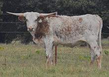 CV Hercules x CV Brownie Delight Tag 416