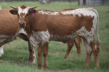 PACIFIC COWBOY 40 X RJF IT'S A SLEET'N TAG 430