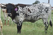 PACIFIC COWBOY 40 X RJF SNOWTIME TAG 440