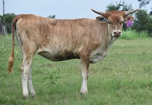 PACIFIC COWBOY 40 X RJF PALINDROME (H) TAG 444