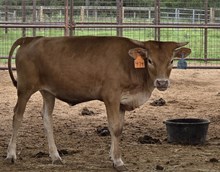 PACIFIC COWBOY 40 X AWESOME TRIXIE (H) ET  Tag 474