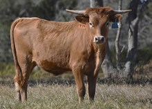 PACIFIC COWBOY 40 X AWESOME TRIXIE (H) ET  Tag 474