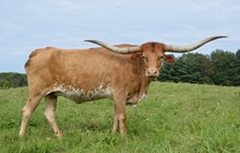 CASANOVA LUCY CDC