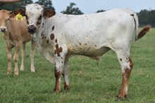 RJF TURNING POINT 501