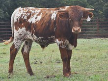 CV SPECKLES X RIVERFORKS BIG BUCKS (B) TAG 501