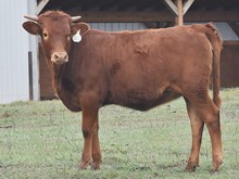 2JB JELLYBEAN MARTINI X RIVERFORKS BIG BUCKS 502