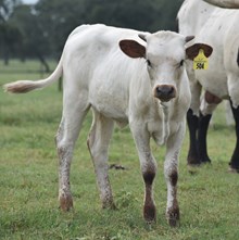 PACIFIC COWBOY 40 X 6CR COCAINE LADY TEX TAG 504 H