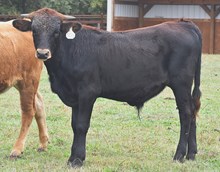 RJF JUBILATION 054 X RIVERFORKS BIG BUCKS (B) 505