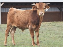 RRL TEQUILA MARTINI 01 X RJF TOP GUN (B) TAG 507