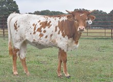 BAYOU CASSIE X RIVERFORKS BIG BUCKS (H) TAG 508