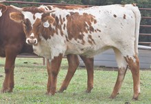 JBR AMAZING X RIVERFORKS BIG BUCKS (H) TAG 510