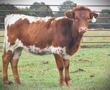 BG KAHLUA CREAM X RJF TOP GUN (H) TAG 512