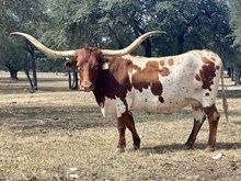 SR 007'S Diamond 521