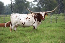 Brazos Catchit 688
