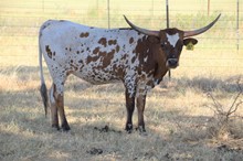 Brazos Elise 87/20