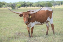 Brazos Ellie Mae 12/20