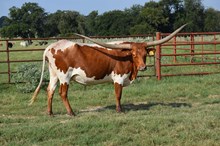 Brazos Ellie Mae 12/20