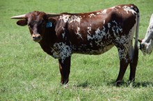 Brazos Gage 117/24