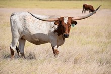 Brazos Justine 970