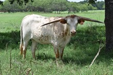 BRAZOS ROSE JENNIE 754 with bull calf
