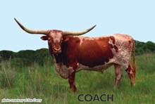 COACH