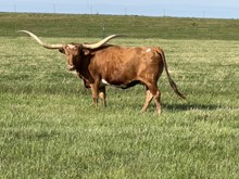RJF COWBOY COMFORT
