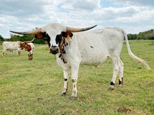 COWBOY TUFF CHEX X RIO'S GRAND ANNE BULL