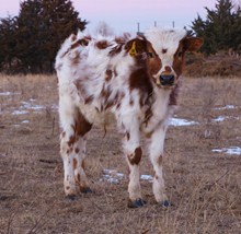 Drama Queen Bull Calf