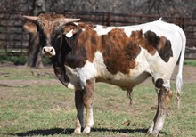 RJF LONE STAR X CV DOHERTY'S DAZZLE Tag 321