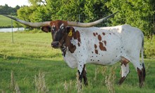 Brazos Madeline 47/20