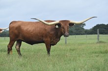 RJF Always Awesome - Tag 060