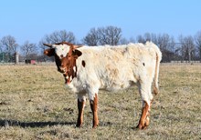 CV Sweet Maggie
