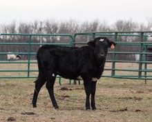 CV Black Pearl