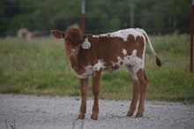 BG KAHLUA CREAM X RJF TOP GUN (H) TAG 512