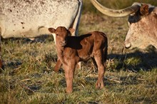 Cool Blue Heifer