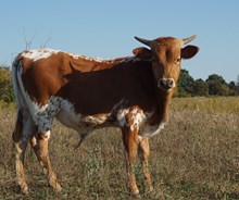 J.R. KAITLYN EMBRYO BULL