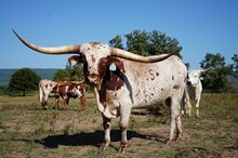 HCR RANGE RIDIN COWBOY