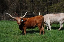 HCR Casanovas Cowgirl