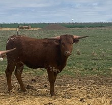 RJF Lone Star Tuff x BRR Deputante