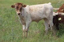 2022 Enuff Stuff heifer calf